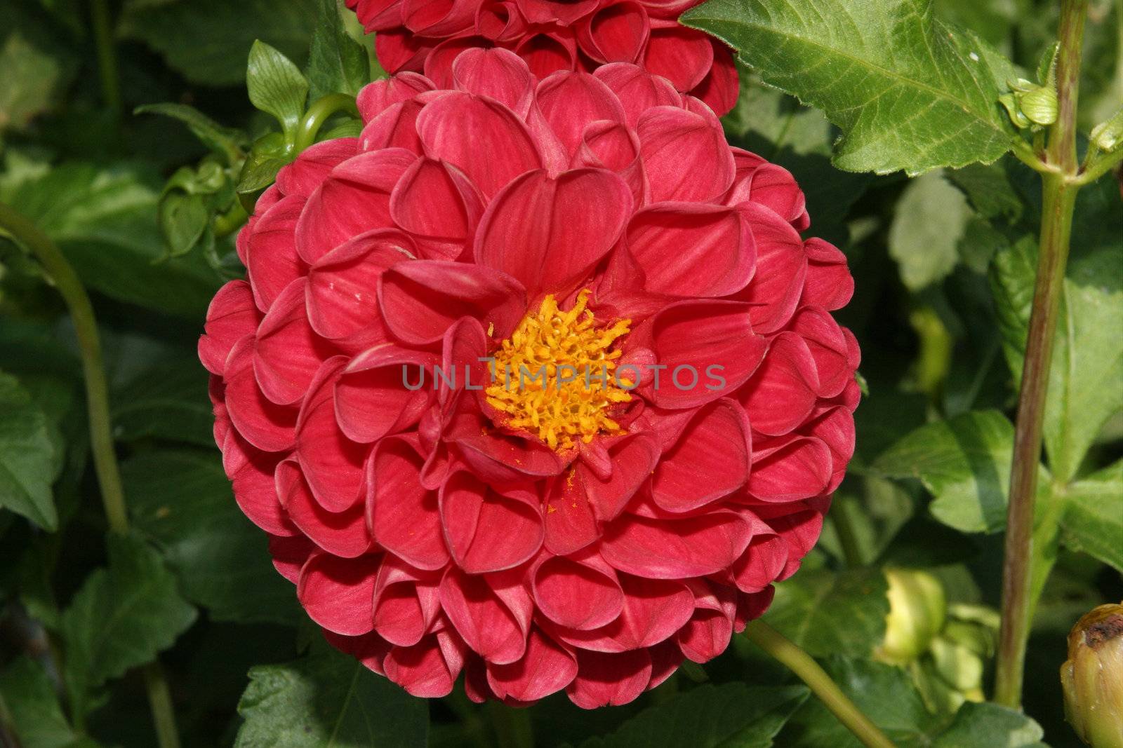 Closeup of a dahlia flower