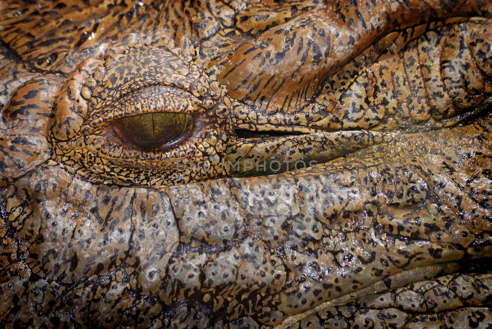 Crocodile eye