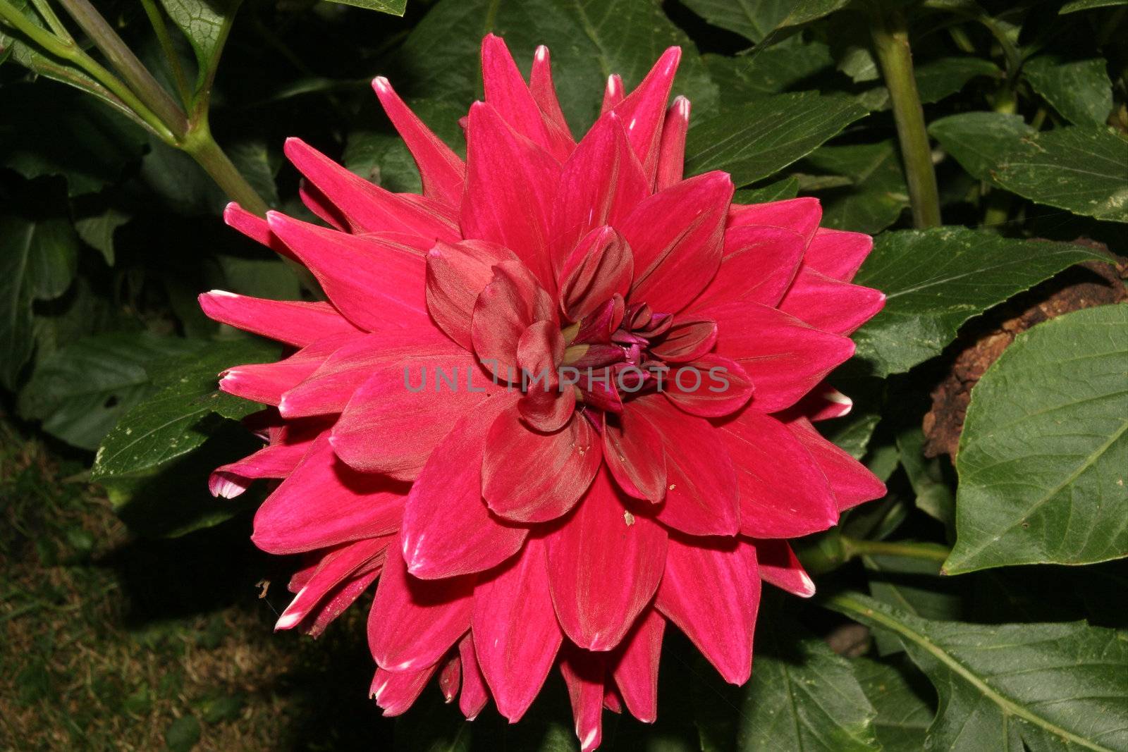 Closeup of a dahlia flower