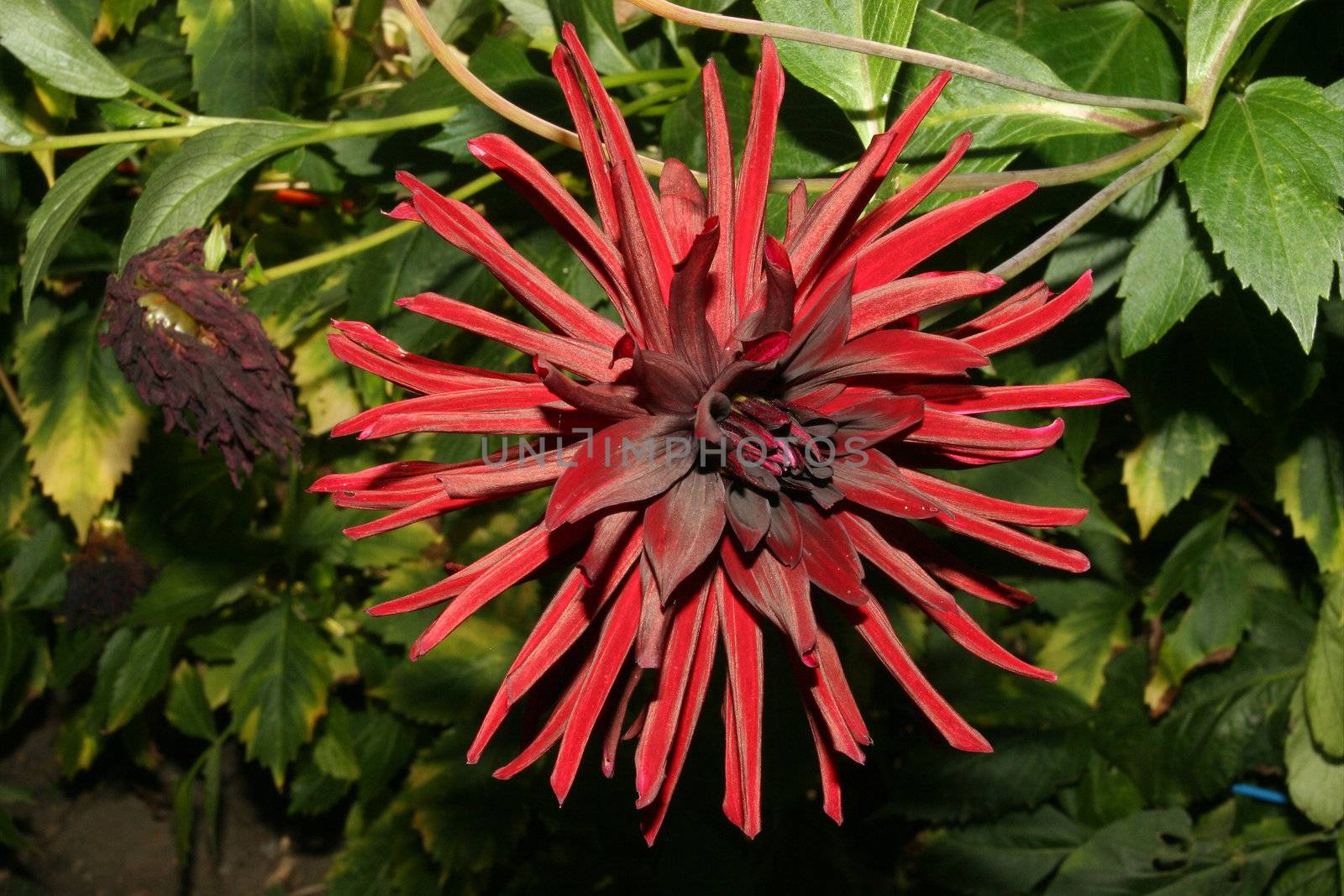 Closeup of a dahlia flower