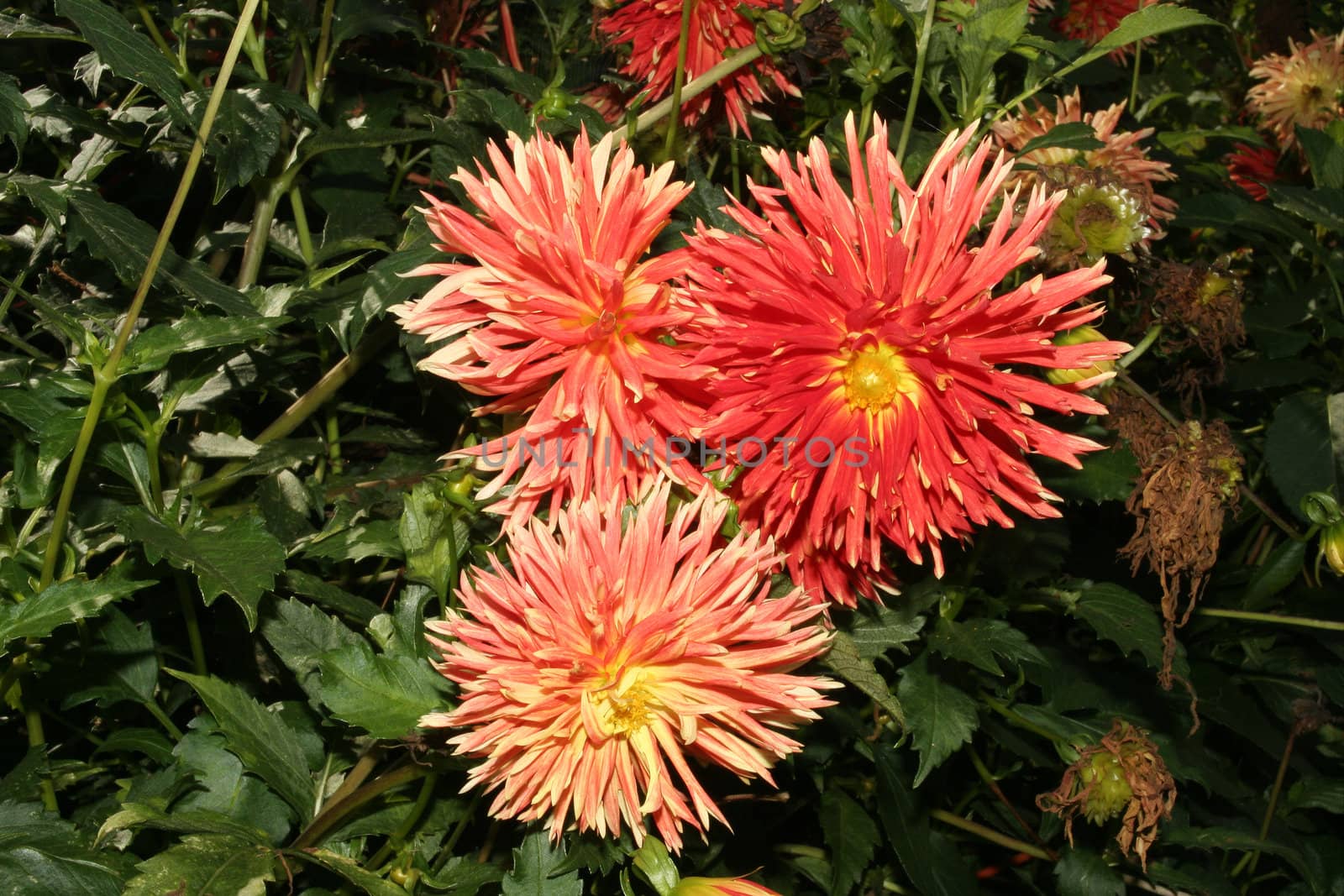 Dahlia flowers by tdietrich