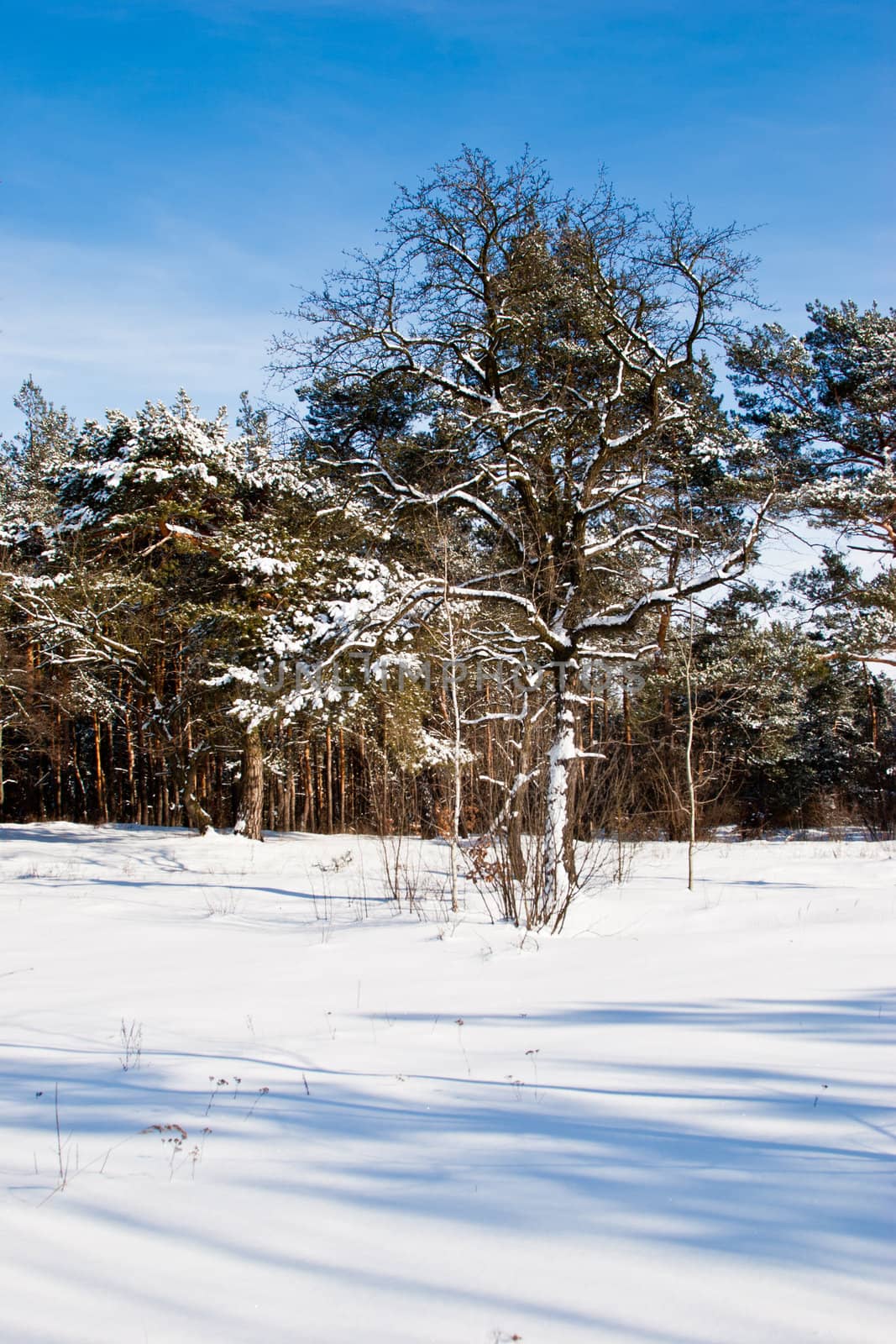 nature series: winter landscape with new birch