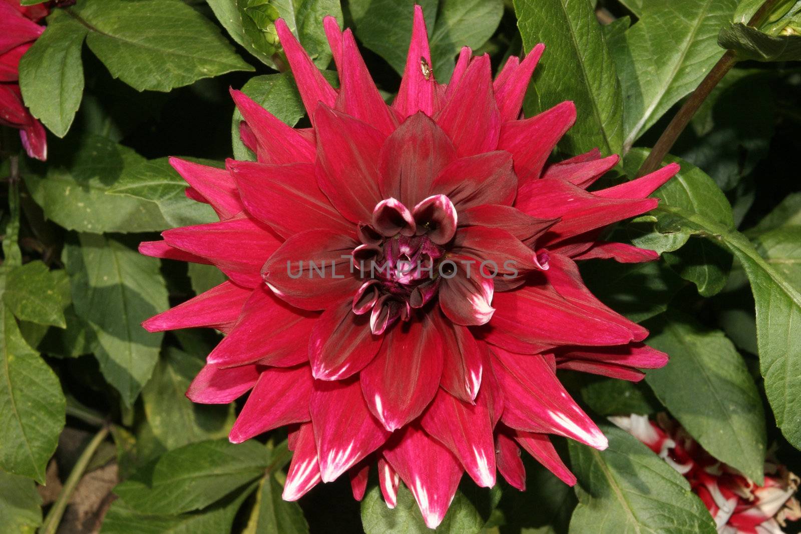 Closeup of a dahlia flower