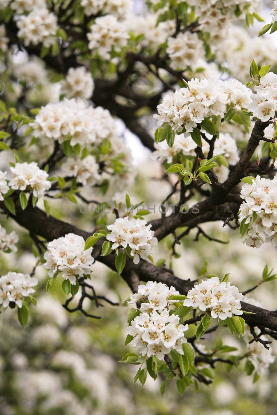 nature series: pear are blooming in spring season