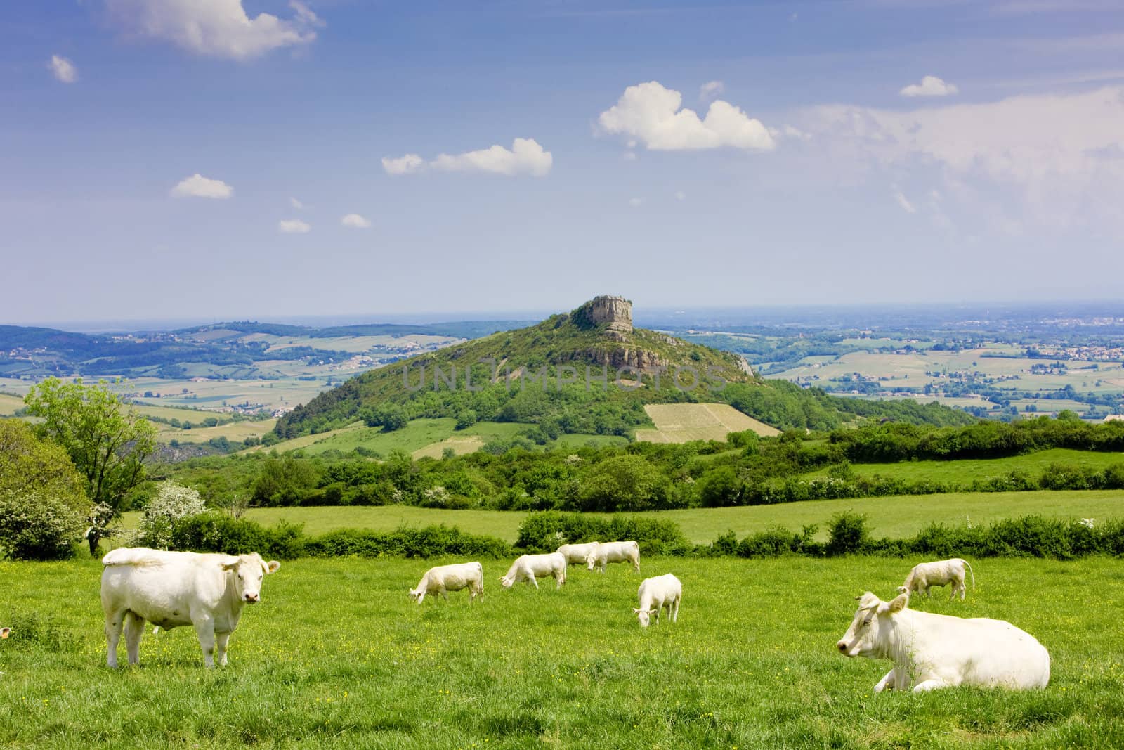 La Roche de Solutr�, Burgundy, France