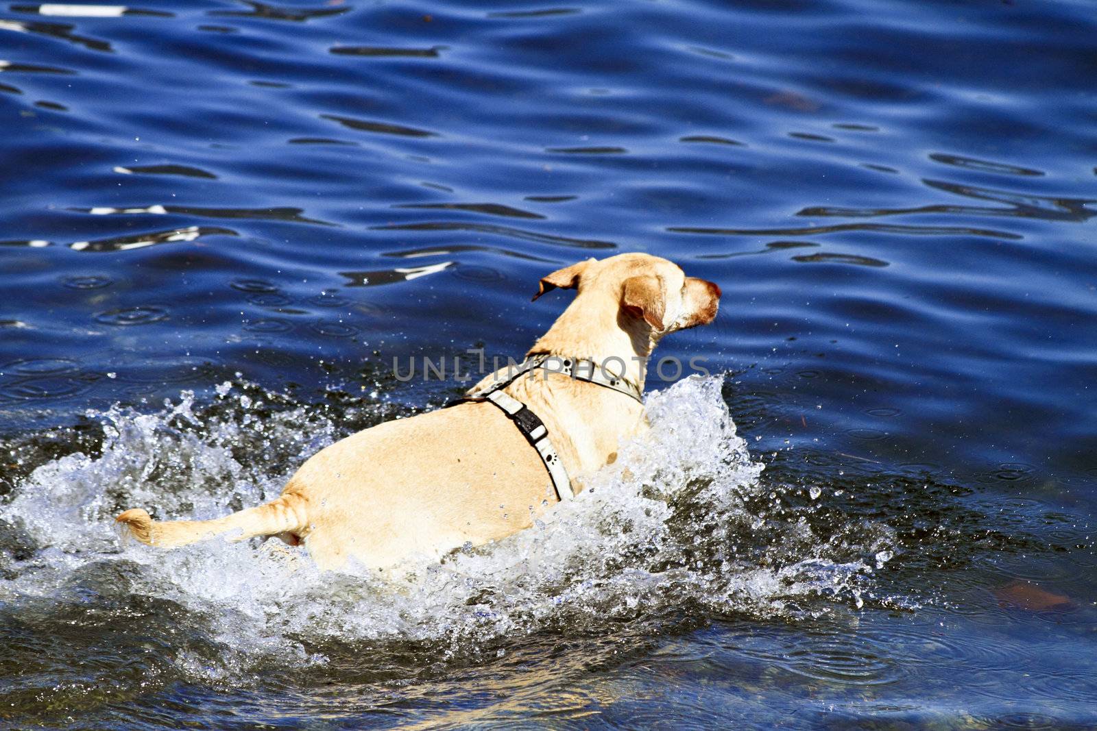 Dog & waters