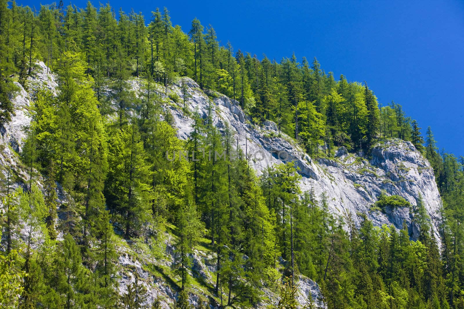 forest, Slovakia