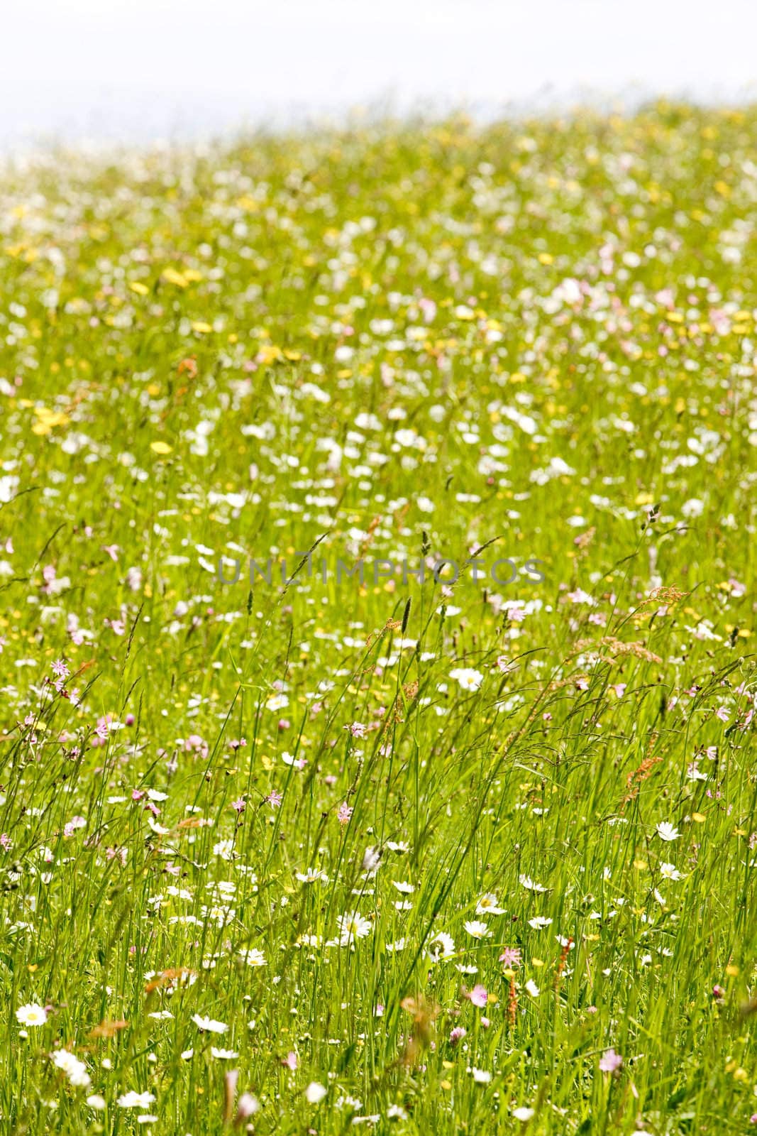 meadow in blossom
