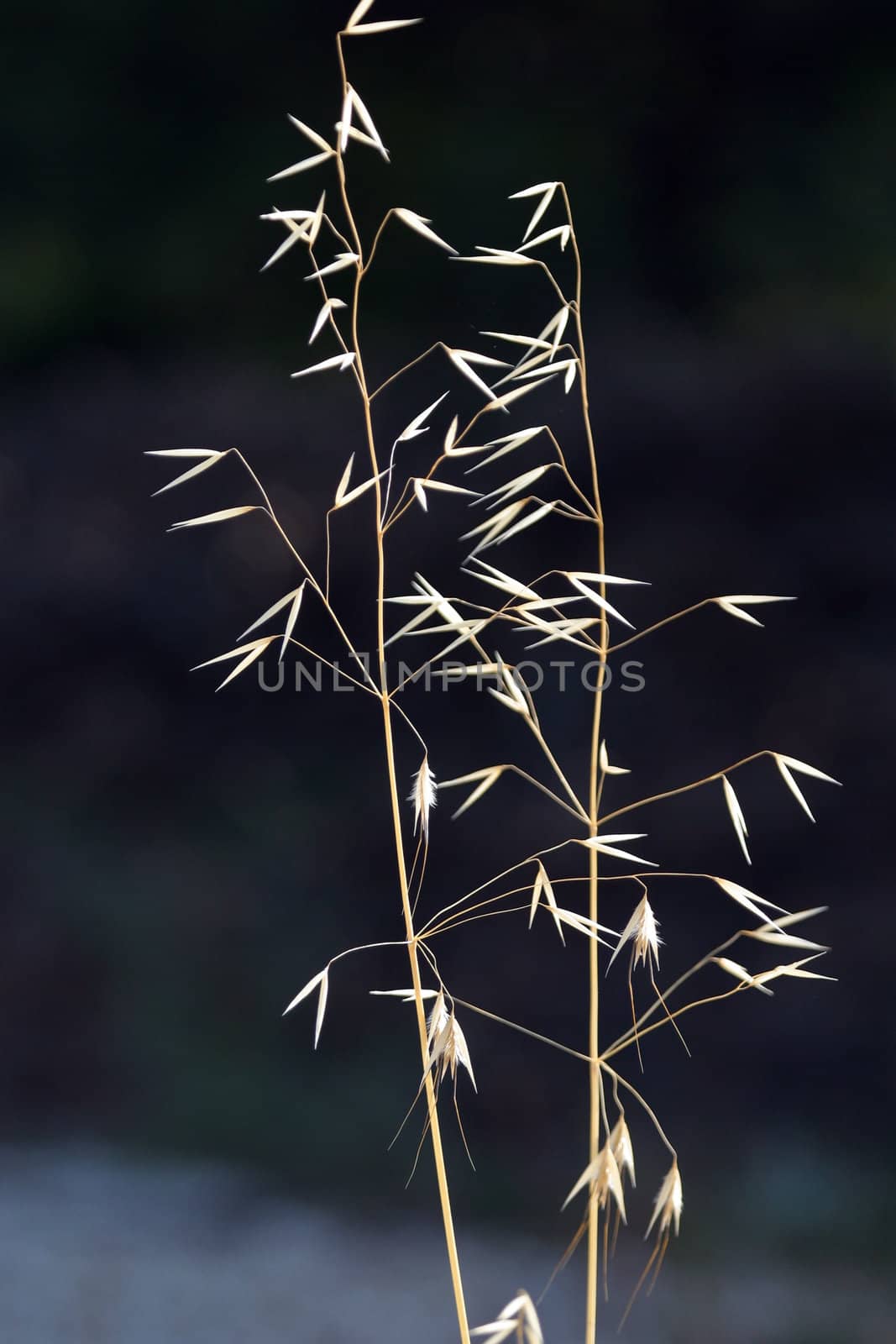 Dry grass on a dark background