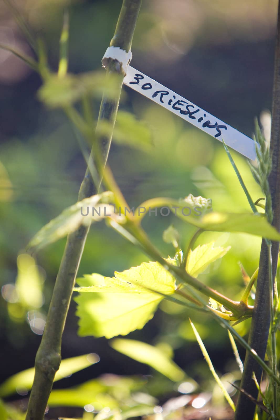 grapevines (riesling), Alsace, France