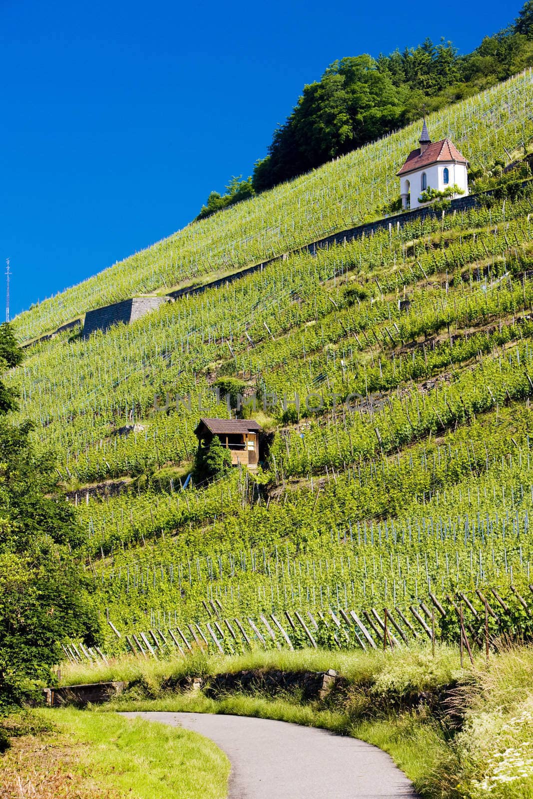 grand cru vineyard and Chapel of St. Urban, Thann, Alsace, France
