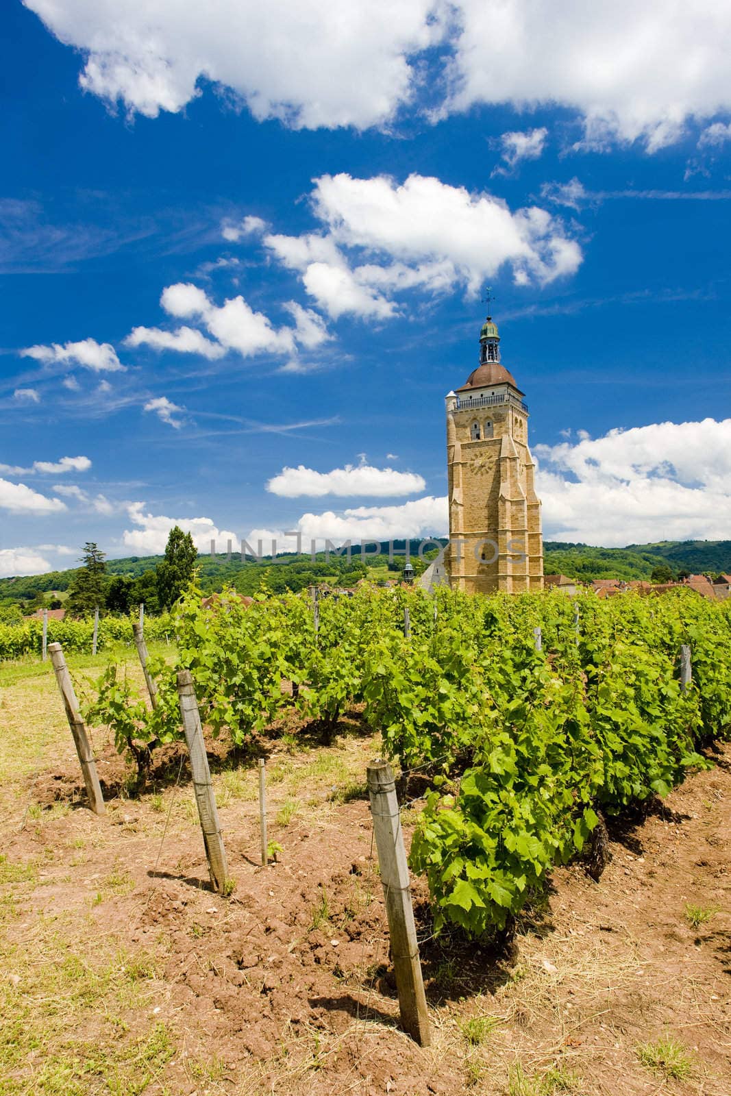vineyard at Arbois, D�partement Jura, Franche-Comt�, France