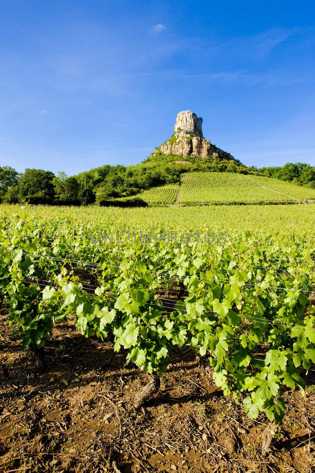 La Roche de Solutr� with vineyards, Burgundy, France by phbcz