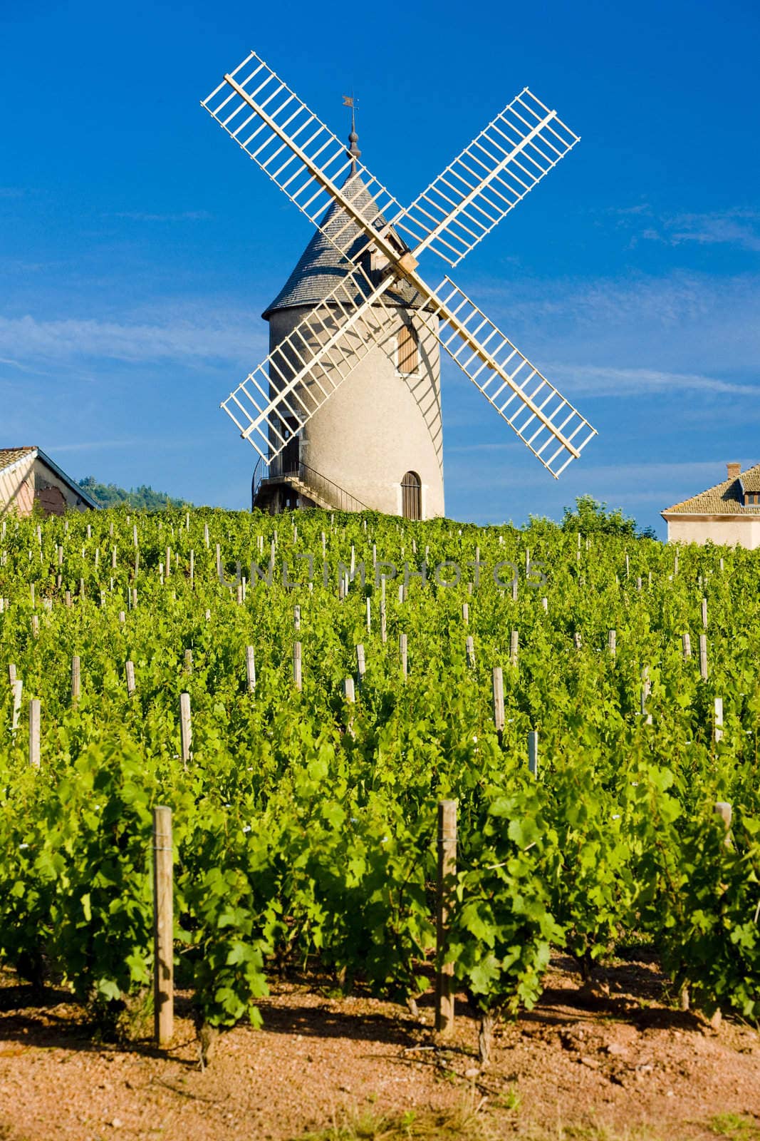 vineyards with windmill near Ch�nas, Beaujolais, Burgundy, France
