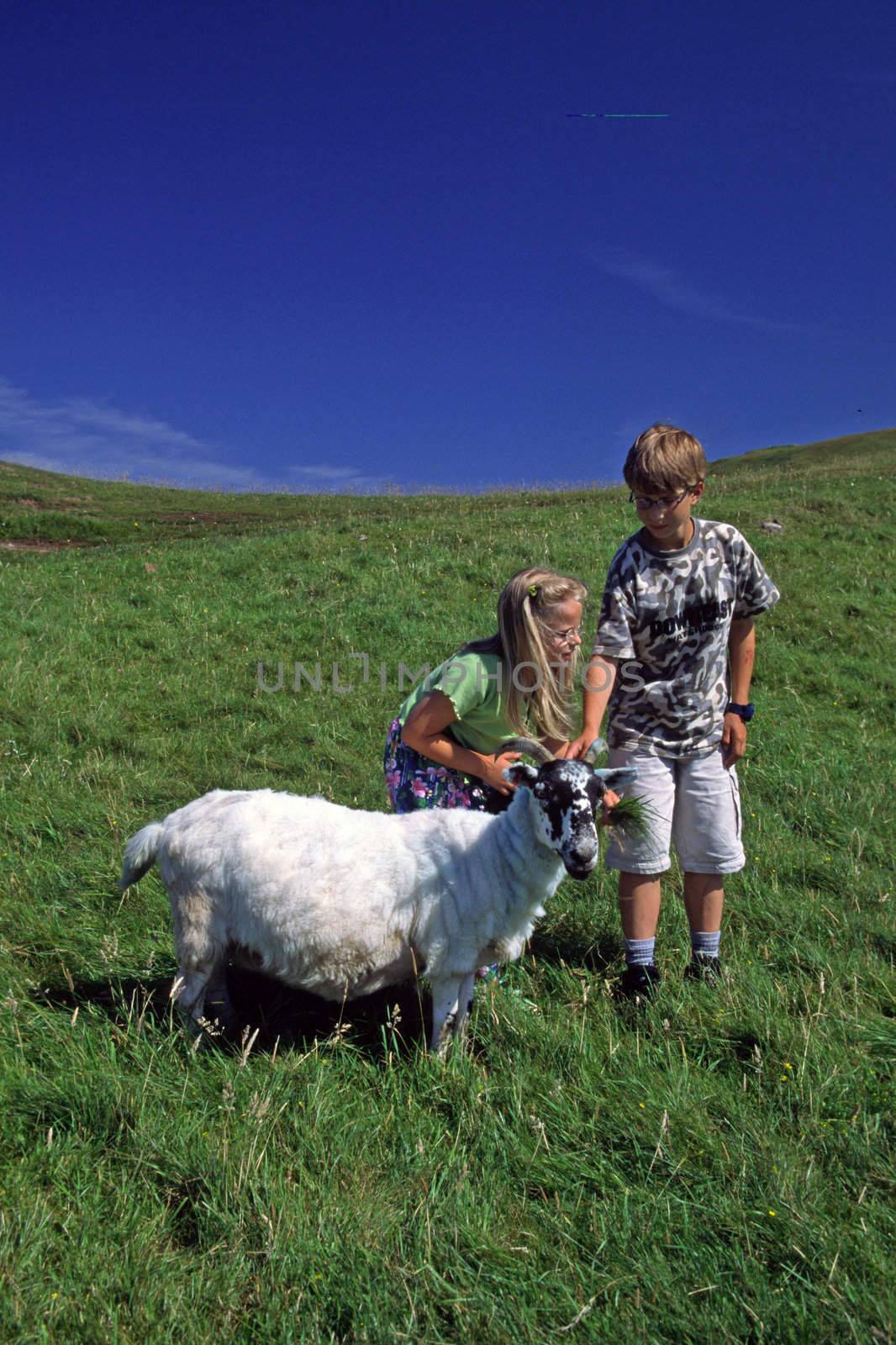 Children with sheep in Scotland. Kinder mit Schaf, Skye, Schottland, 7 Jahre, 7 years