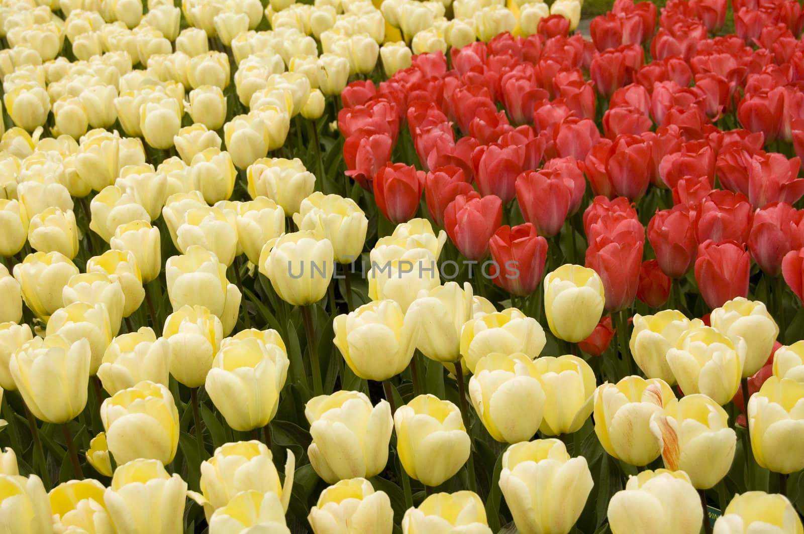 background of white and red tulips by ladyminnie