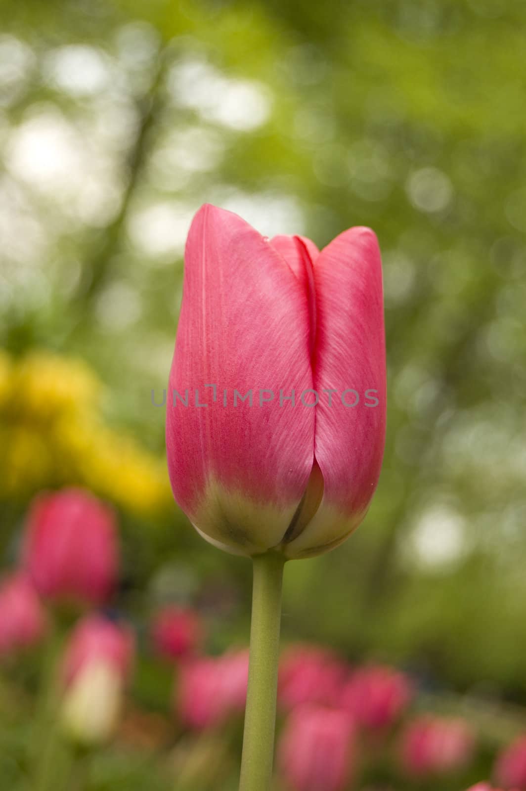 single red tulip by ladyminnie