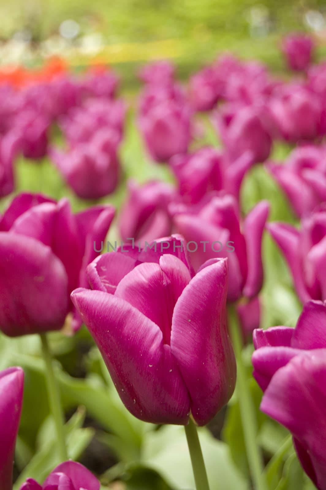 field of pink tulips by ladyminnie