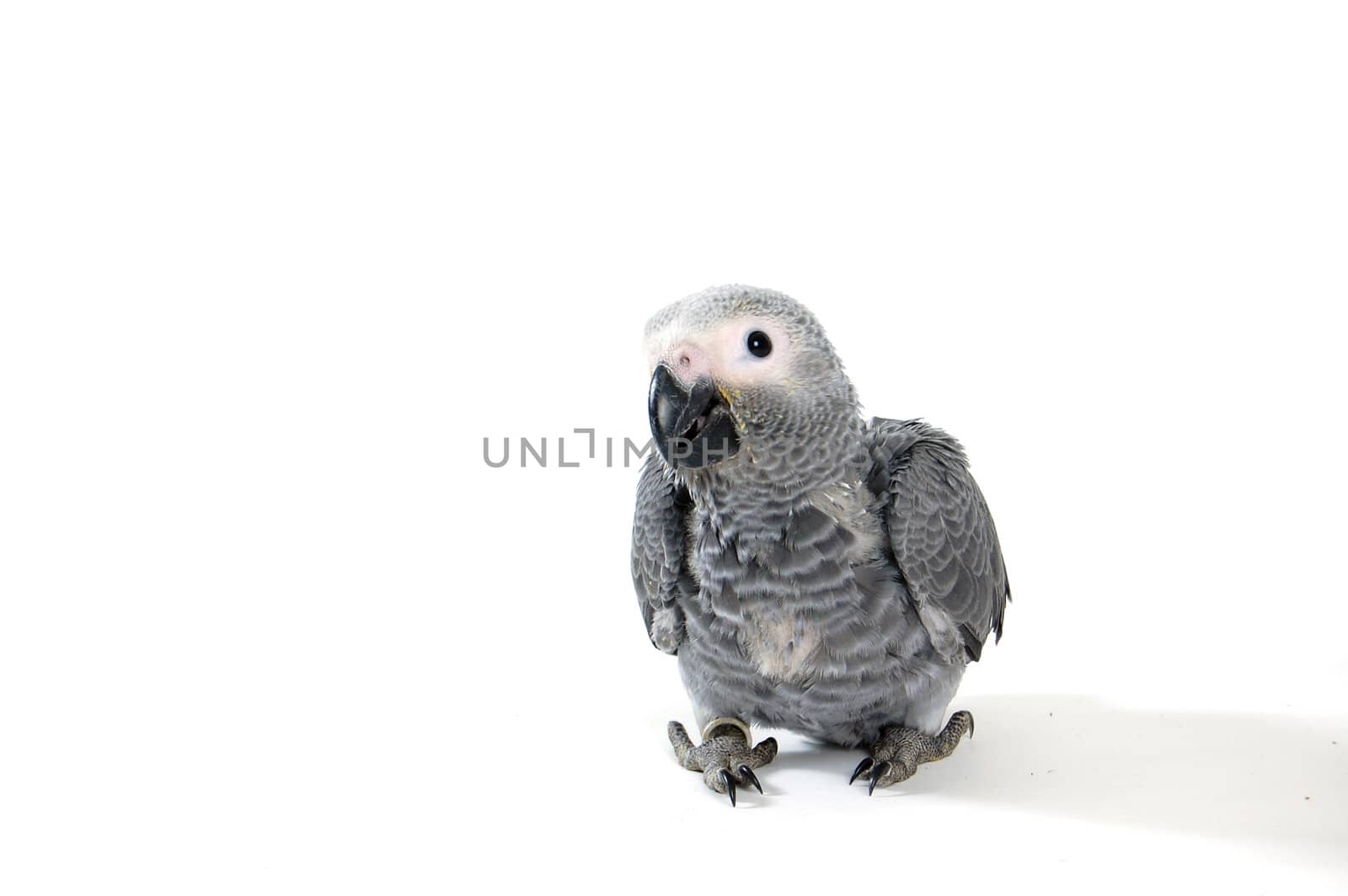 red tale parrot isolated on white