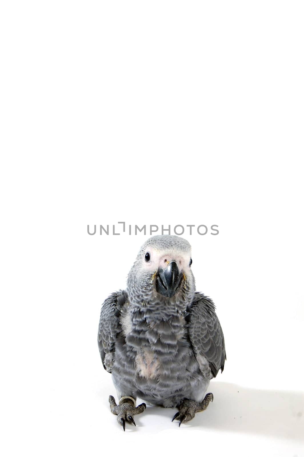 red tale parrot isolated on white