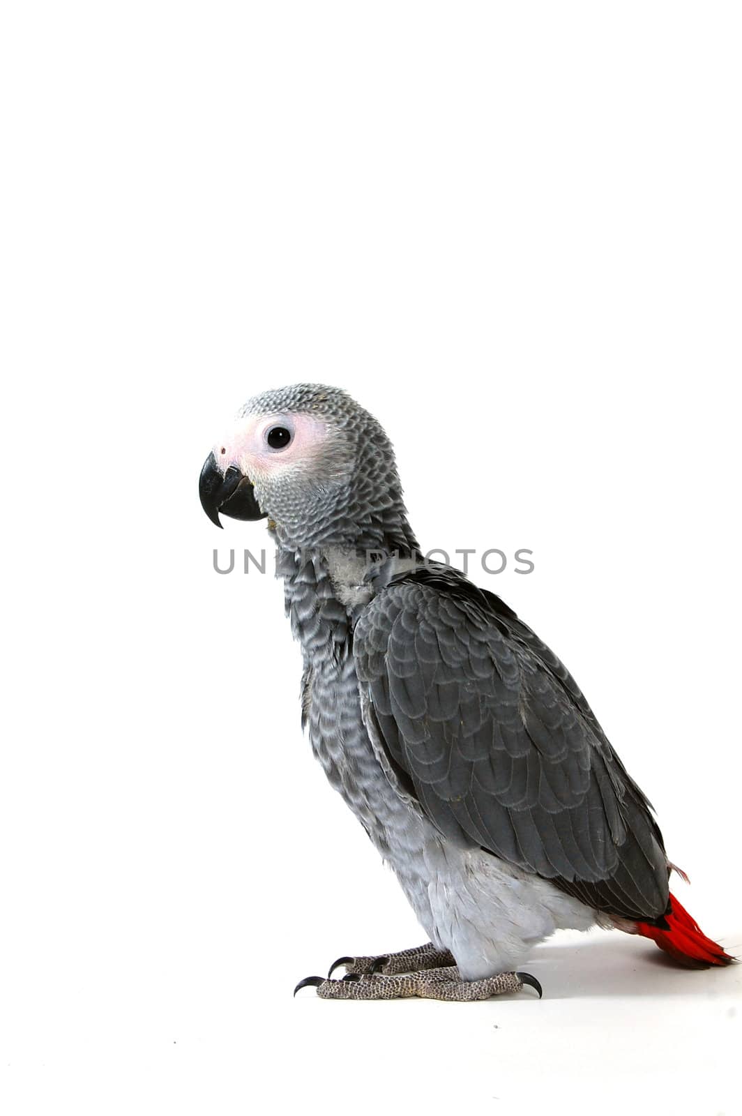 Psittacus erithacus by ladyminnie
