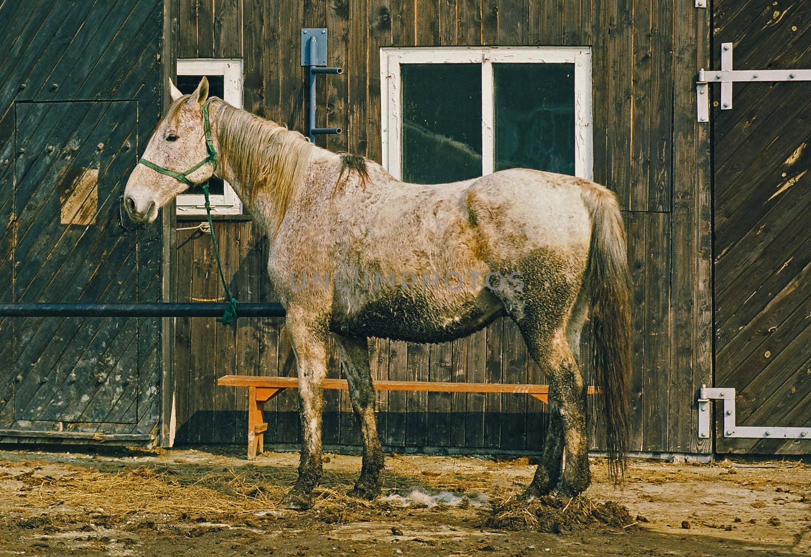 Maddy horse stand by barn, country, winter, stud, farm
