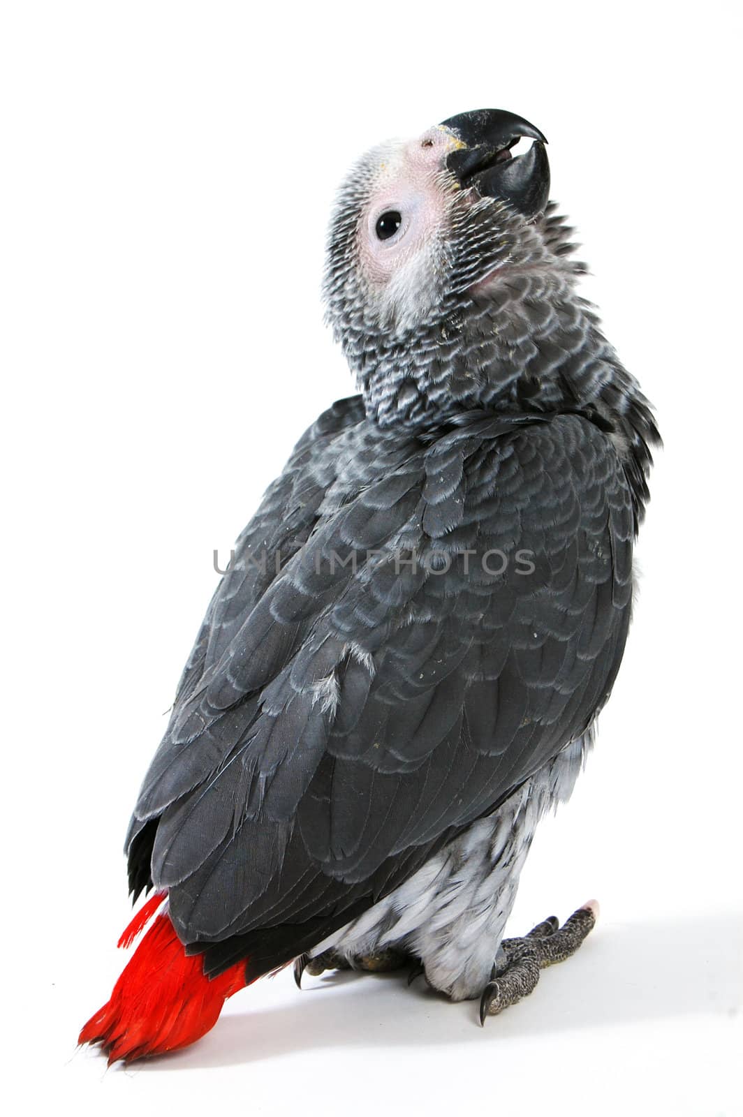 red tale parrot isolated on white by ladyminnie