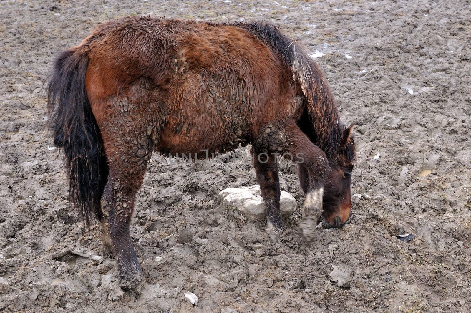 Maddy horse stand in mud, country, winter, stud, farm