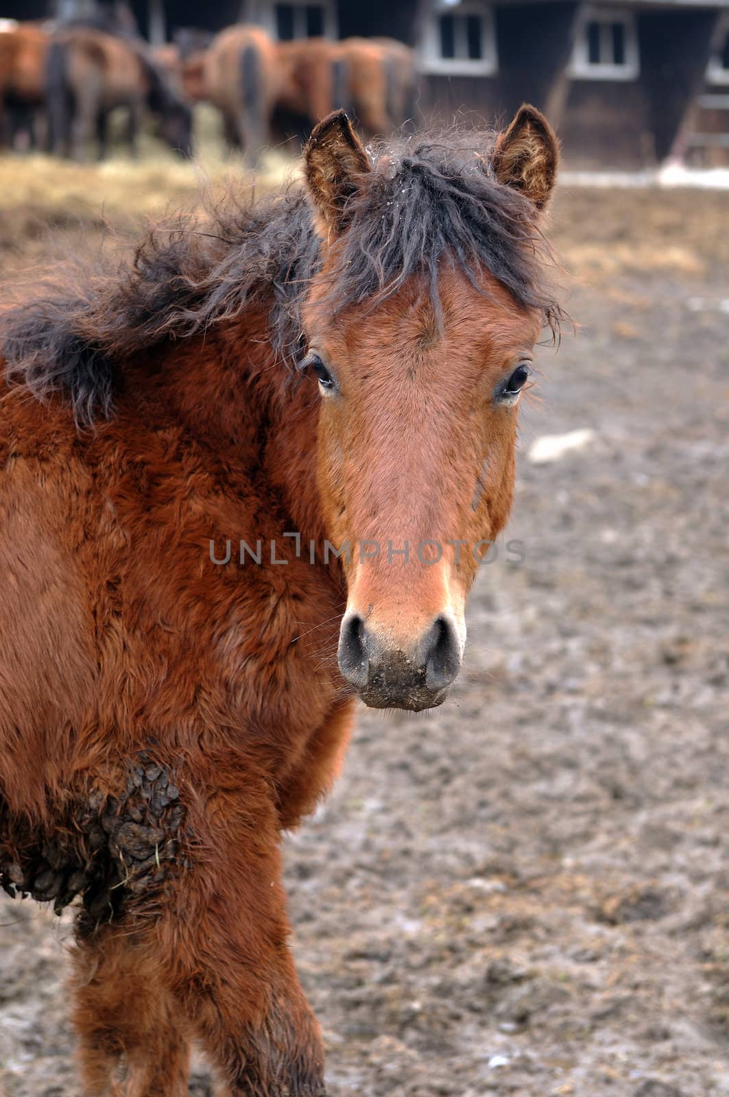 Maddy horse portrait, country, winter, stud, farm