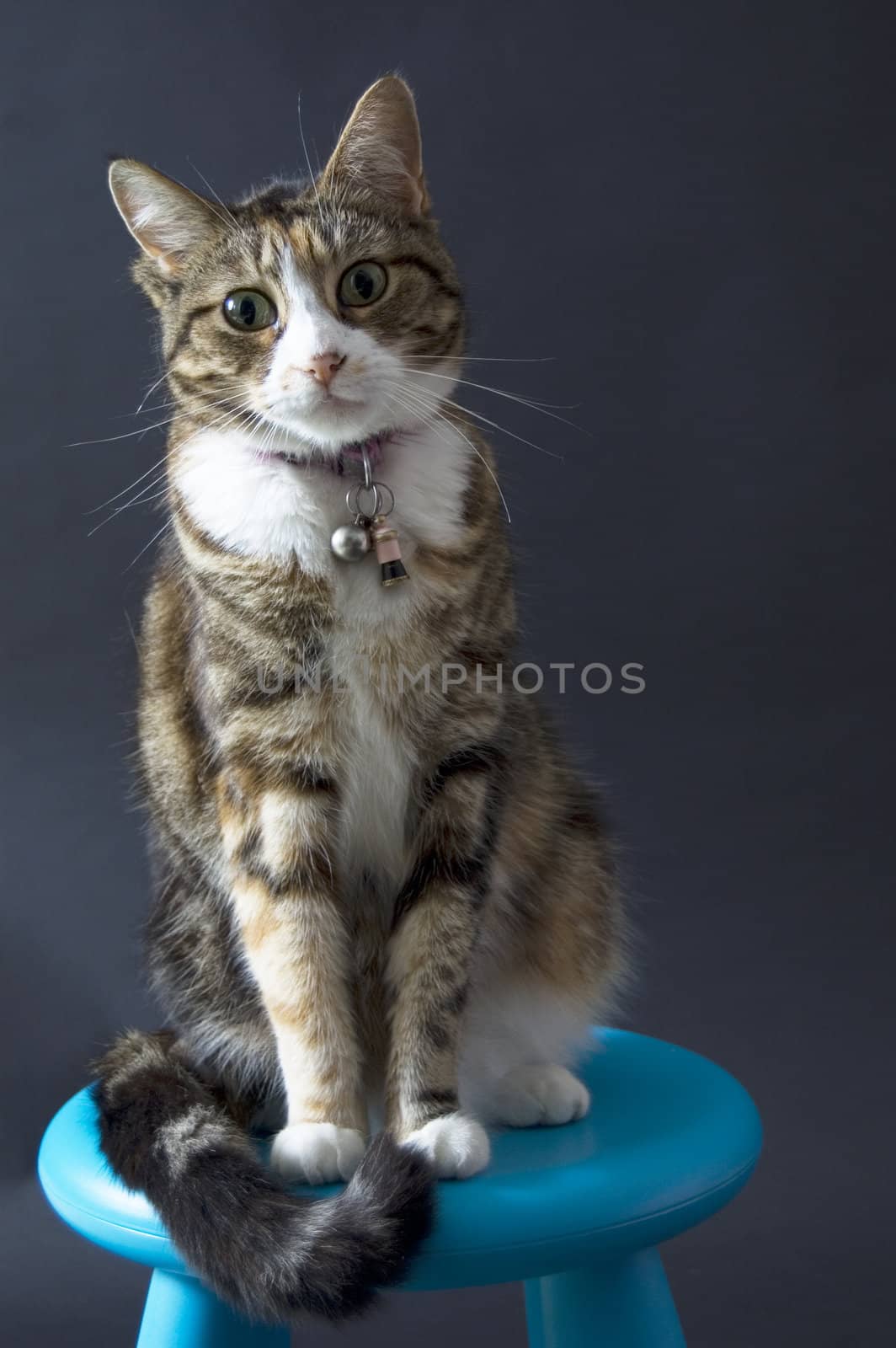 domestic cyper cat sitting on a blue chair