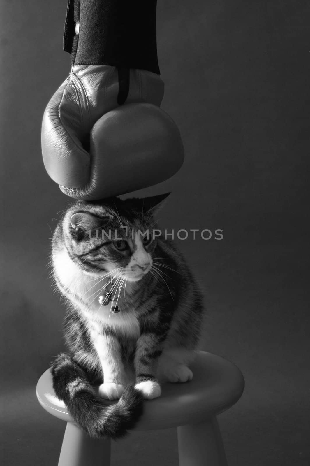 domestic cat going down for a boxing glove