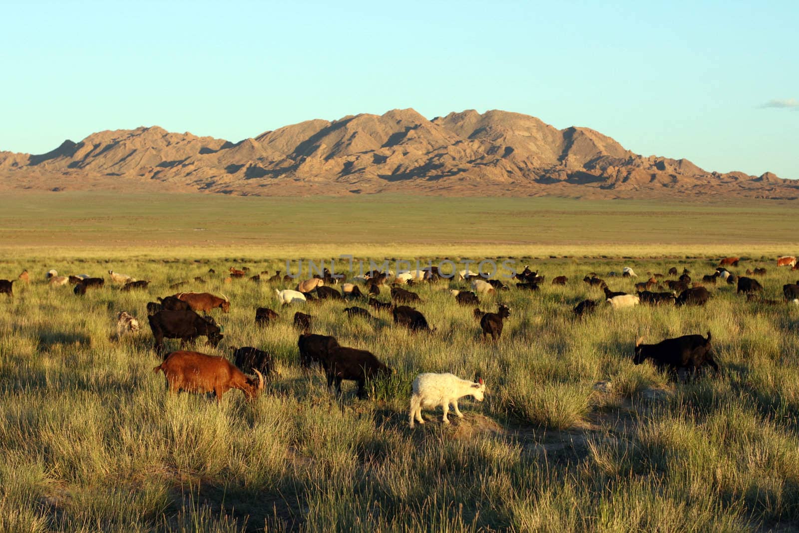 herd of goats in Mongolian prairie on sunset