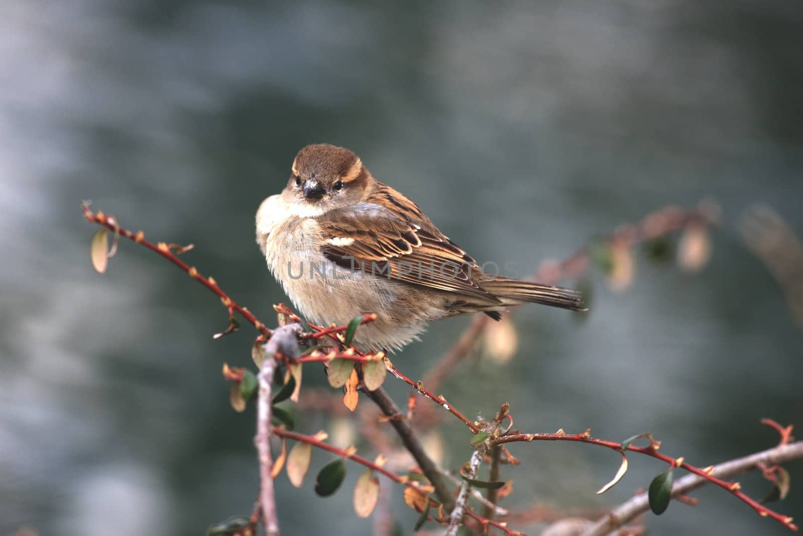 Close view of a sparrow sitting on a bush