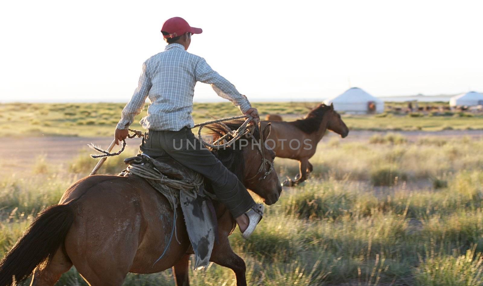 Mongolian boy rounding up  horses in sunset