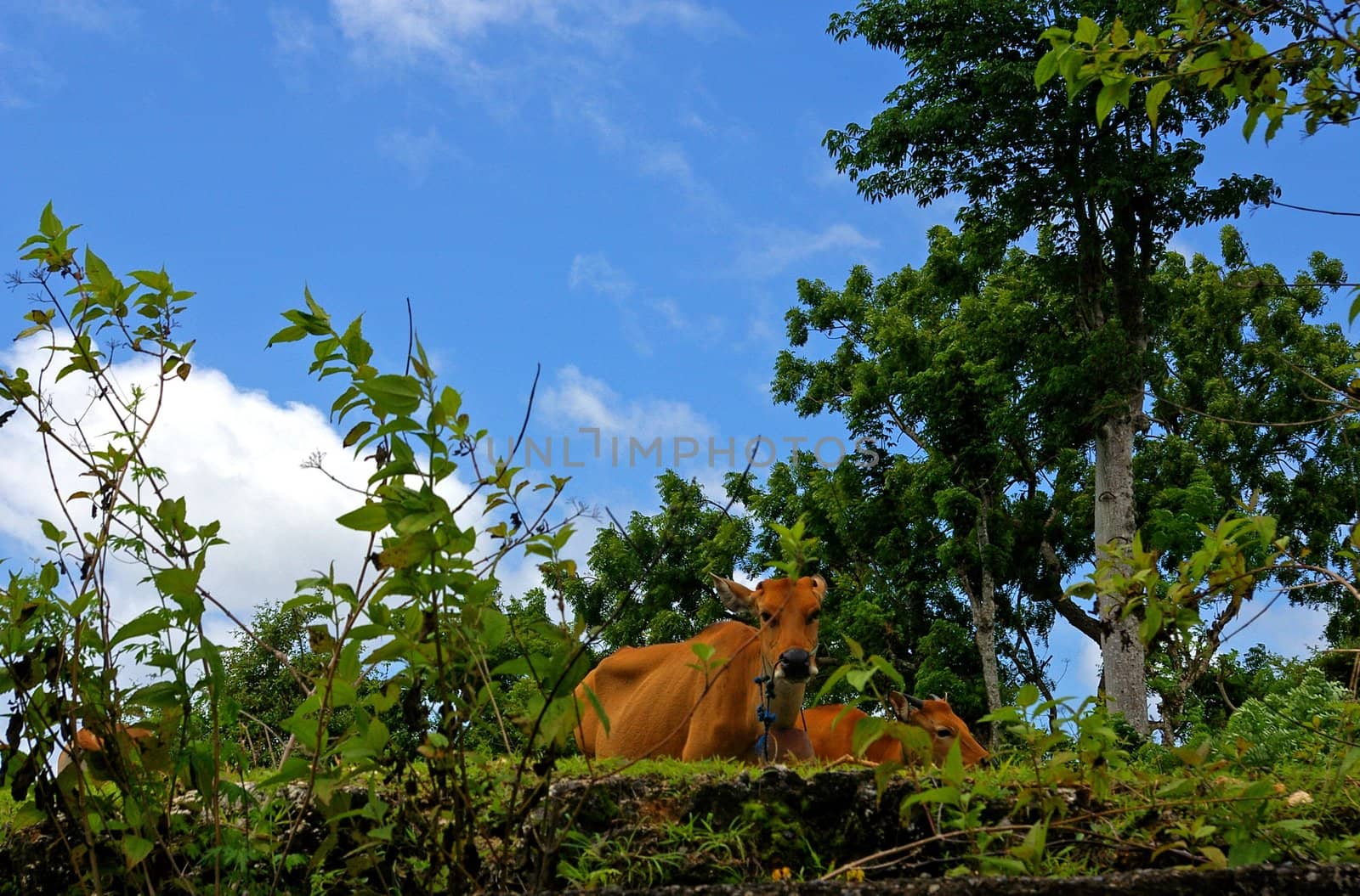 Cows grazing in a field, Jimbaran, Bali, Indonesia.