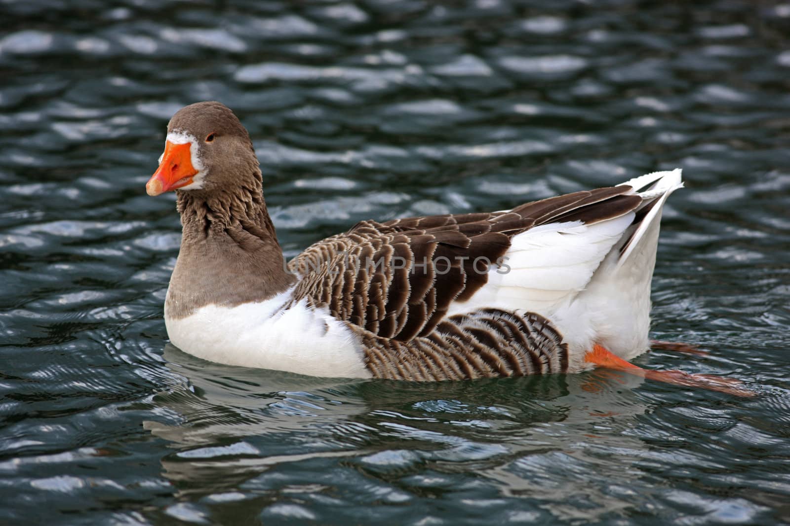 Colorful goose swimming alone in a lake