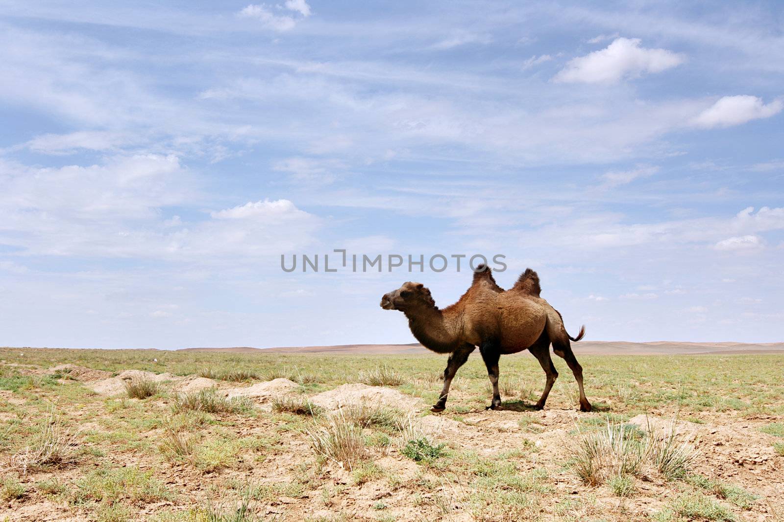 A Bactrian Camel in the Gobi desert of Mongolia