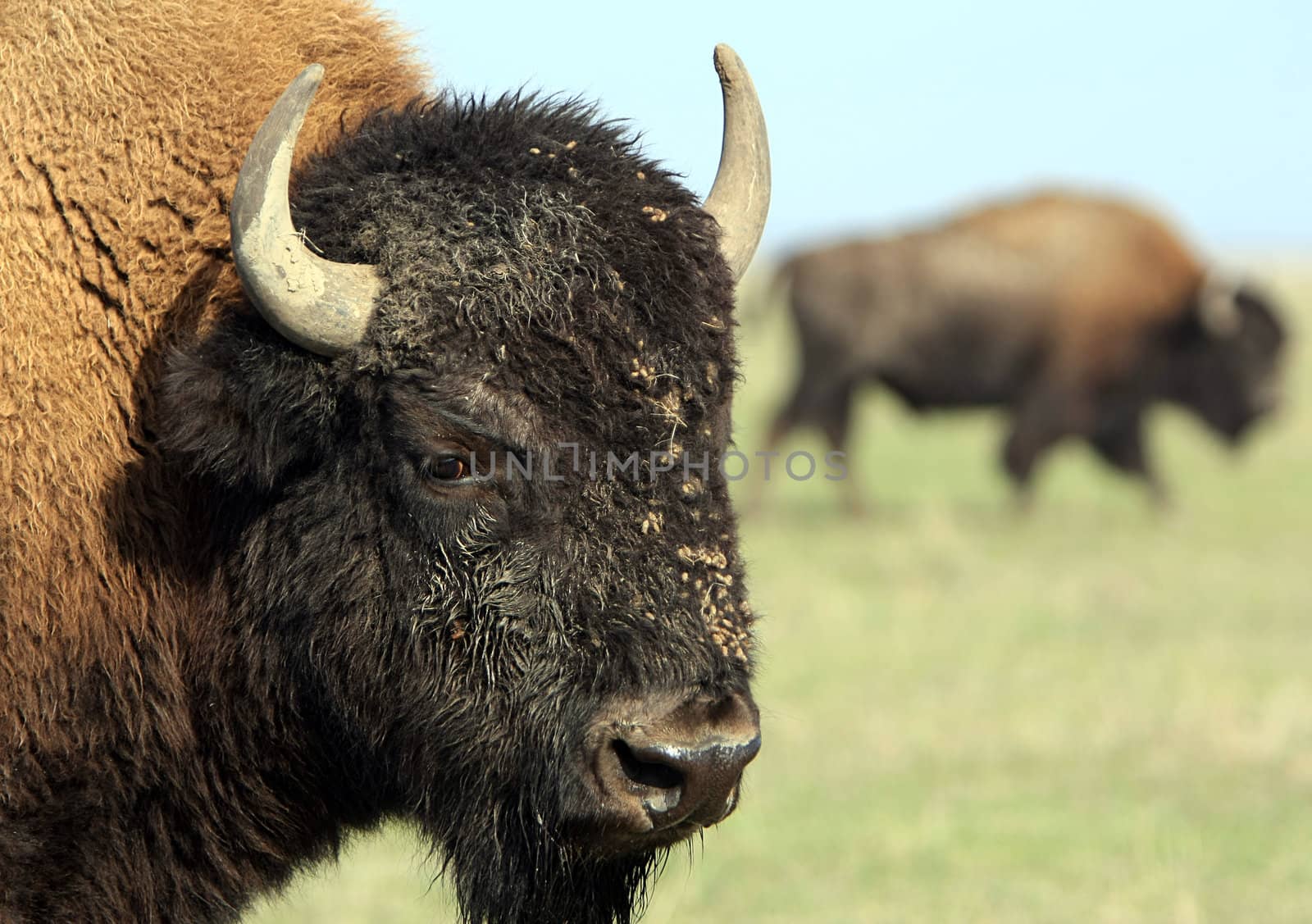 Close-up buffalo. Askania-Nova. Ukraine