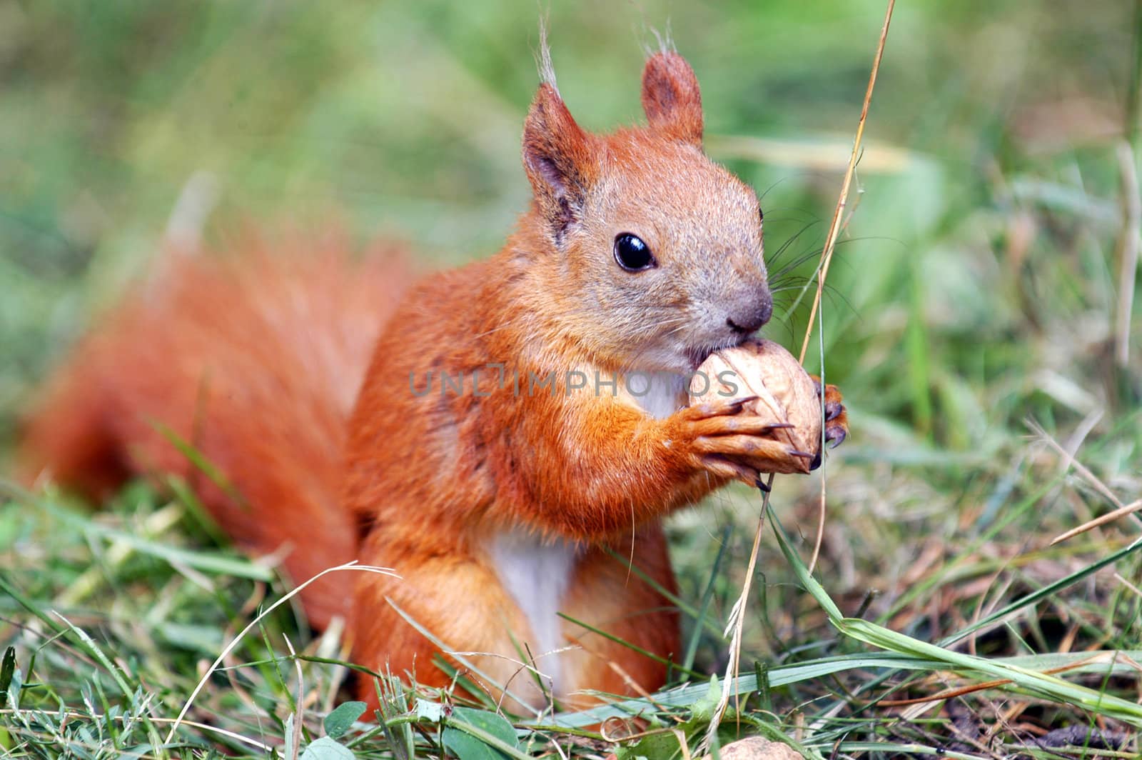 Squirrel eating a nut                                