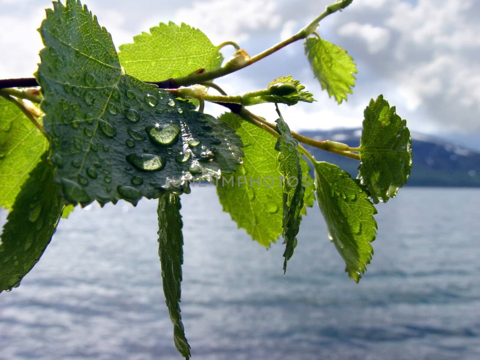 water drops on green  tree leaf                               