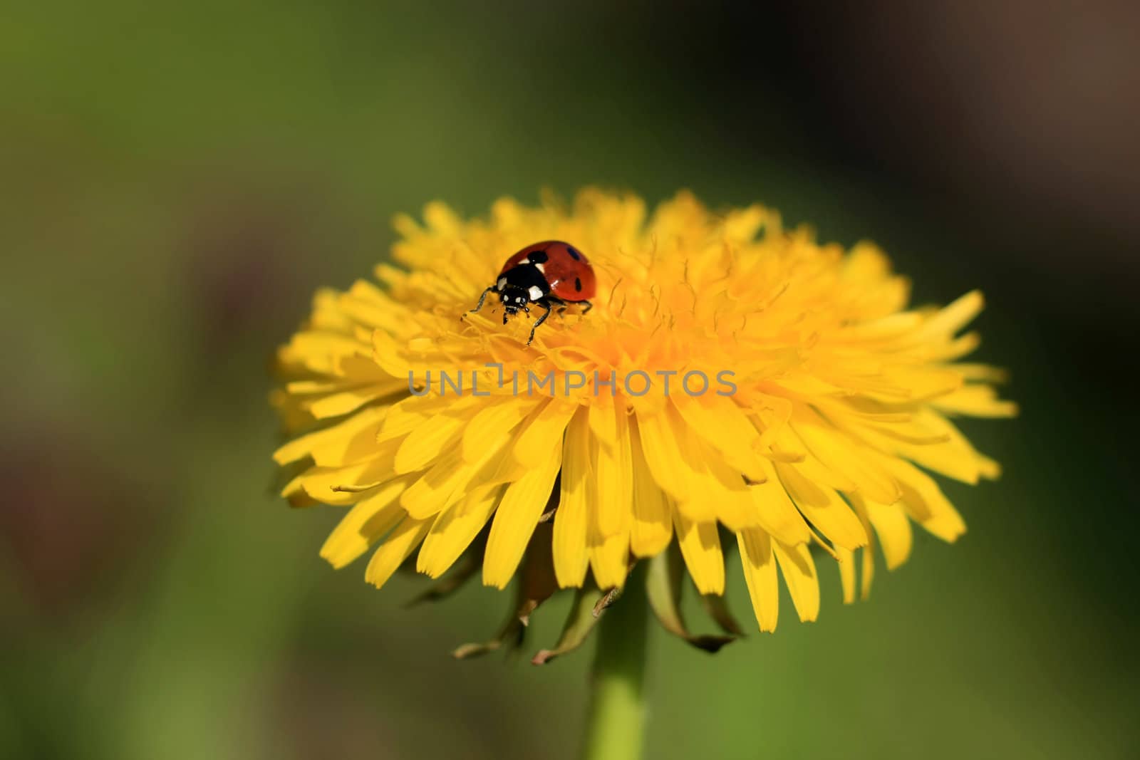 Colorful ladybug crawling on a yellow dandelion