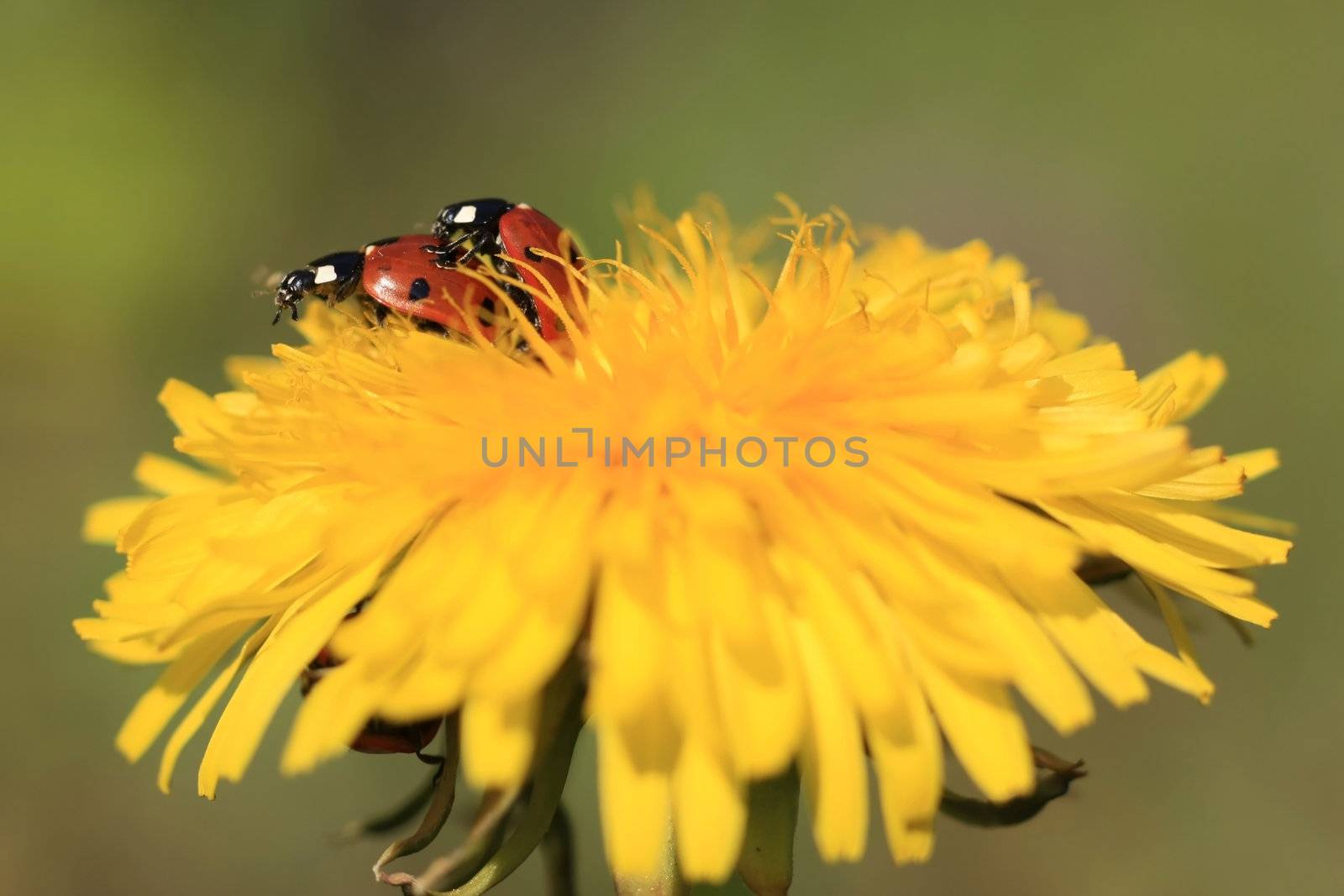 Colorful ladybug crawling on a yellow dandelion