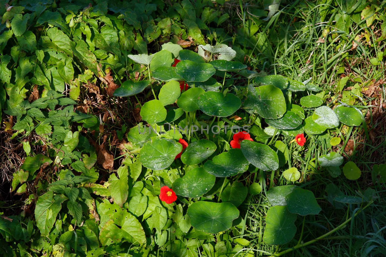 wild flowers and weeds in the irish countryside