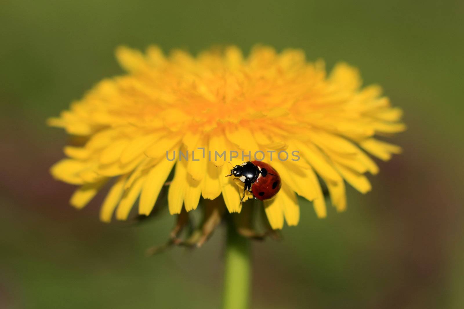 Colorful ladybug crawling on a yellow dandelion