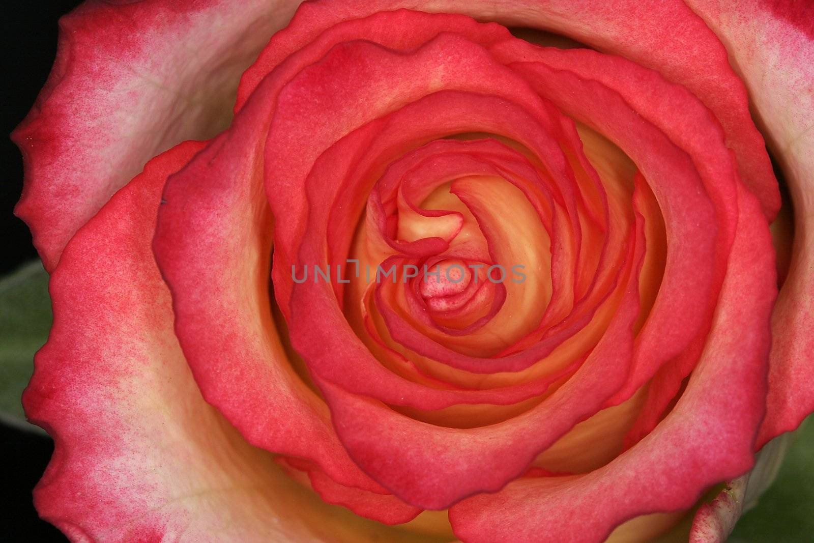 Rosa, Rose (Detail) by Natureandmore
