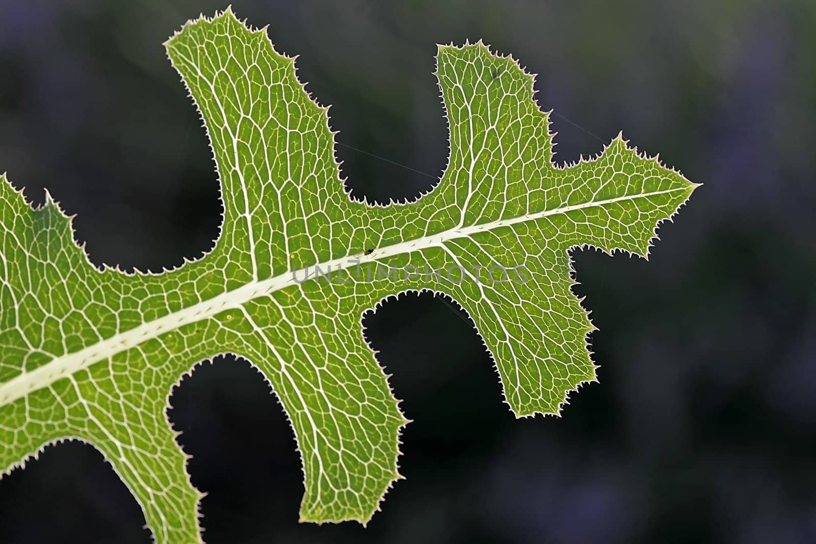 Green leave with back light. Blatt im Licht, Blattdetail