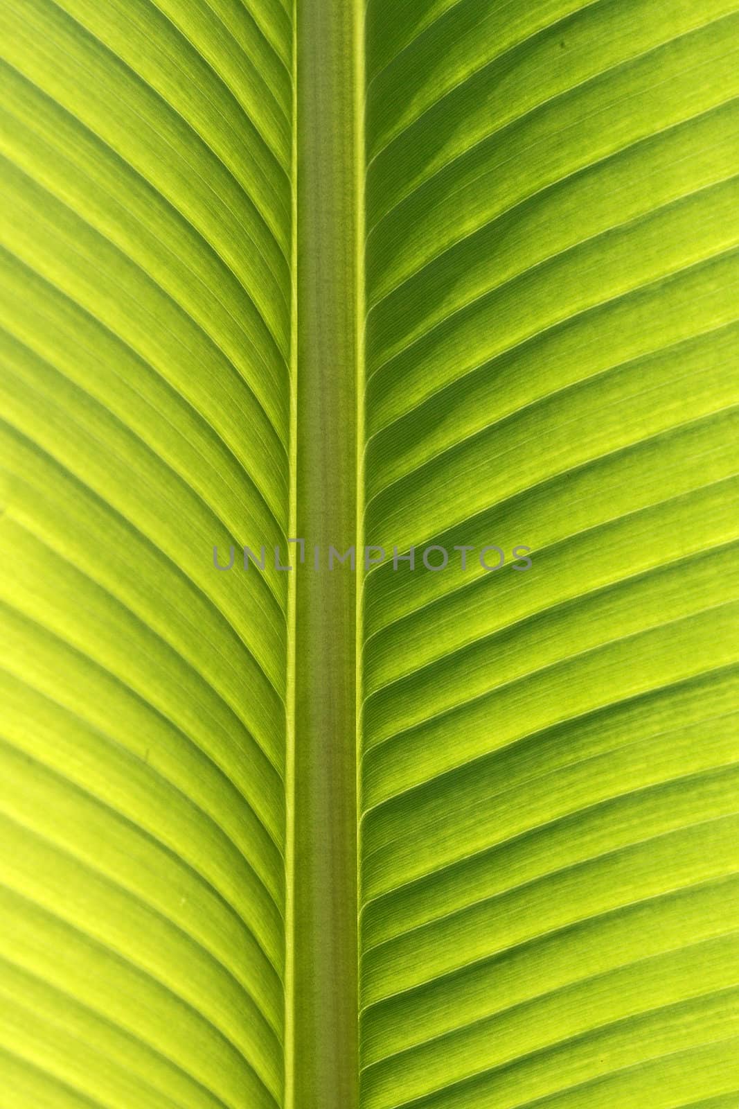 Green leave. Palm with back light. by Natureandmore