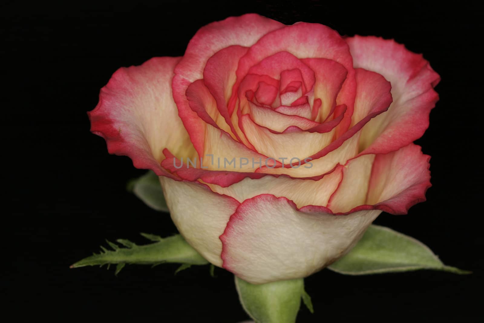 Rosa, Rose (Detail) by Natureandmore