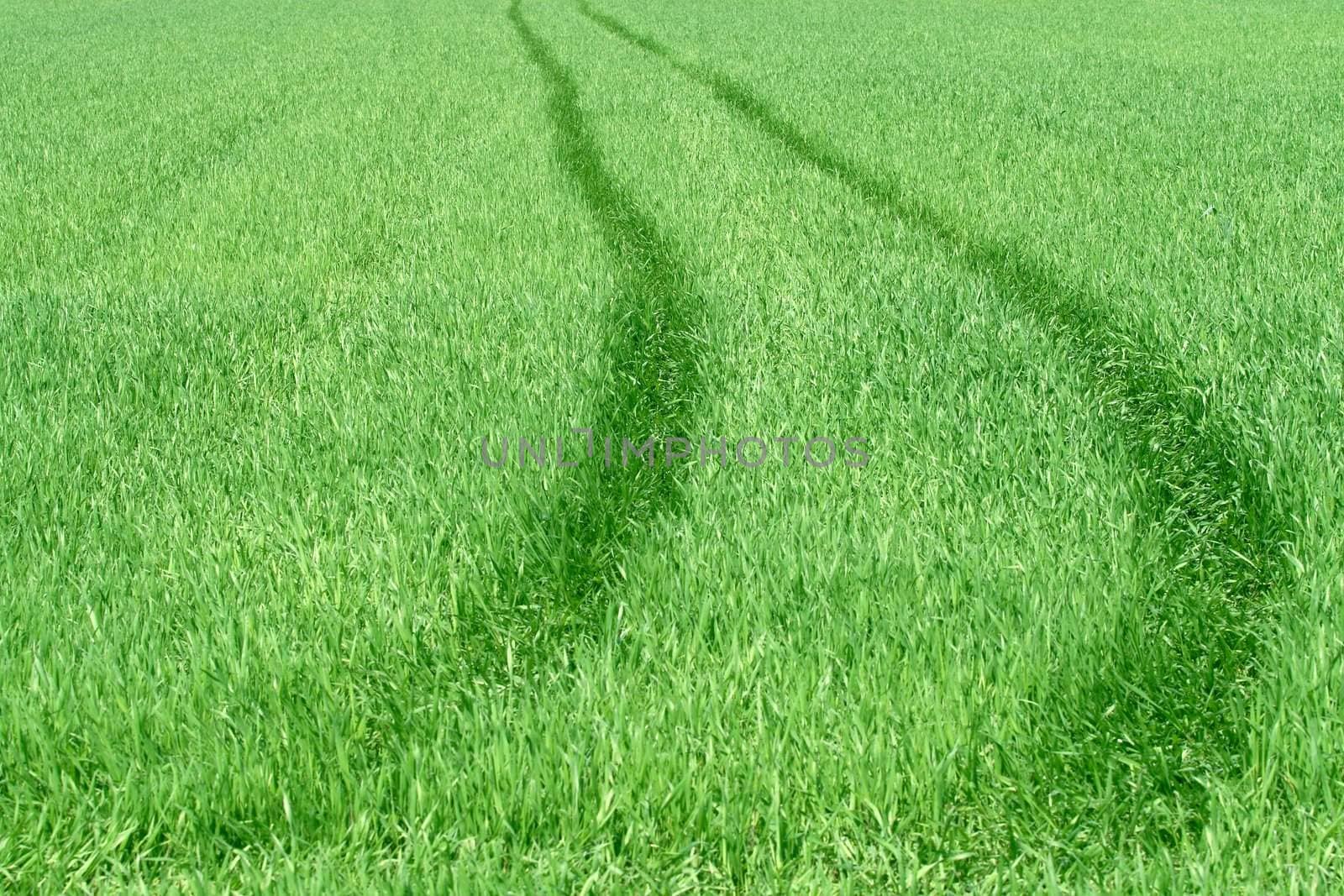 road in grass