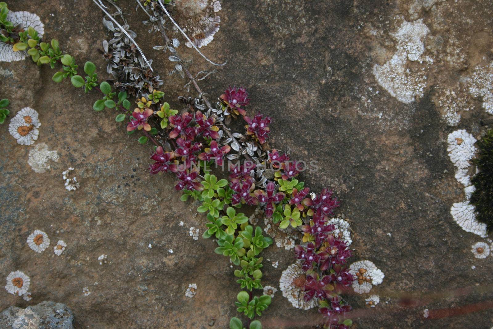 flowers growing on a rock on an Icelandic mountain top.